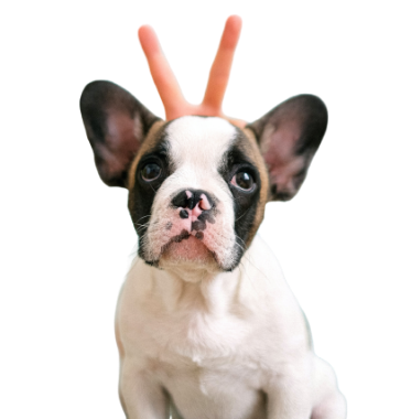 pexels-anna-shvets-4587987-removebg-preview